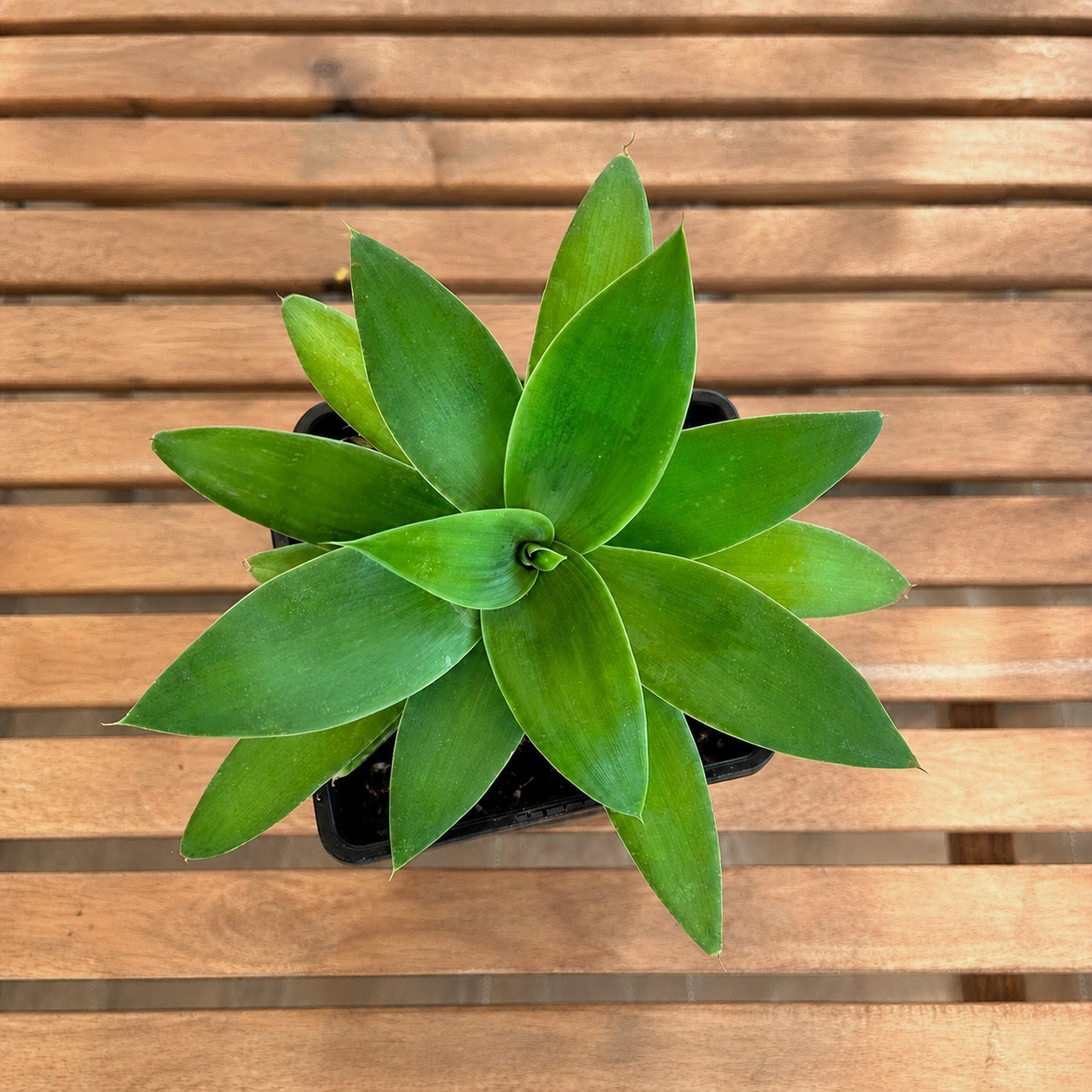 Duża Agawa Attenuata - Rozeta Ø18-26 cm