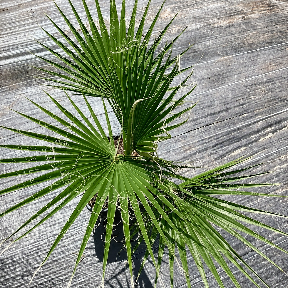 Miniatura: Duża Waszyngtonia Robusta 110cm