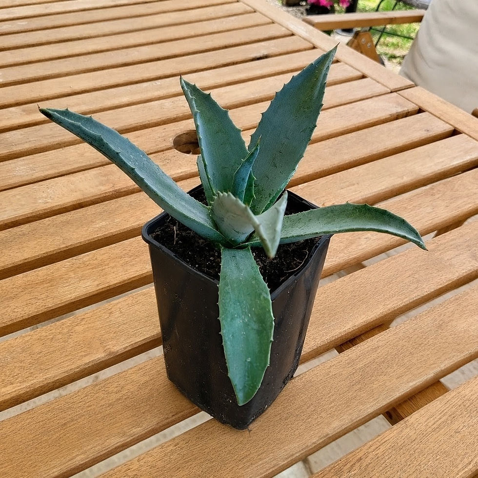 Miniatura: Agawa Amerykańska - Rozeta Ø20 cm