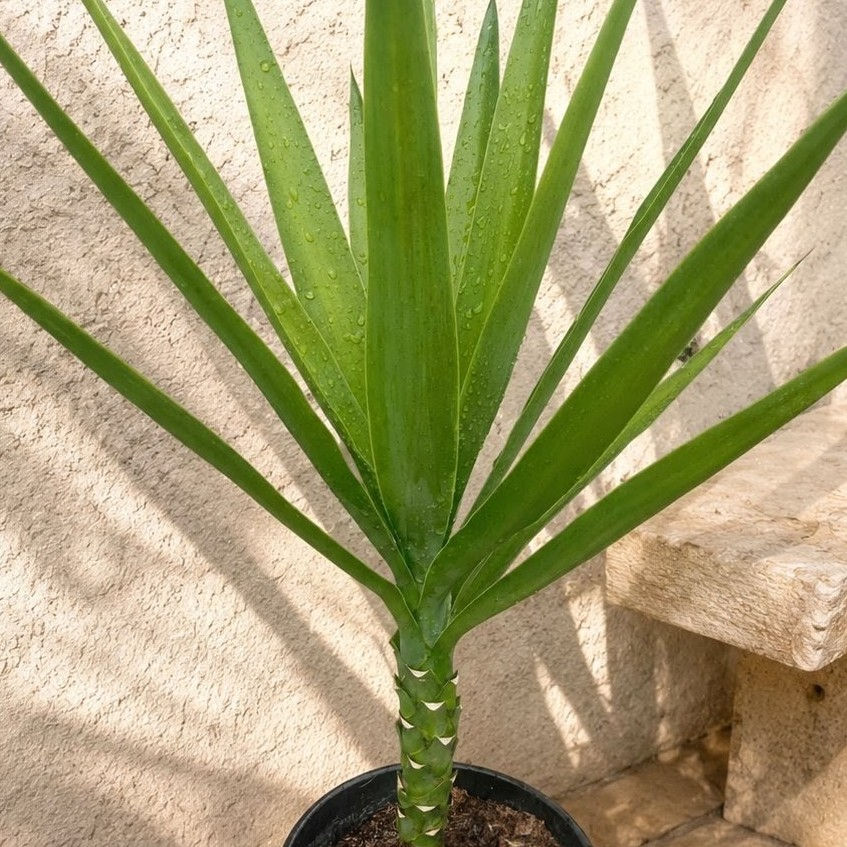 Miniatura: Juka Słoniowata 90cm (Yucca Gigantea, Elephantipes)