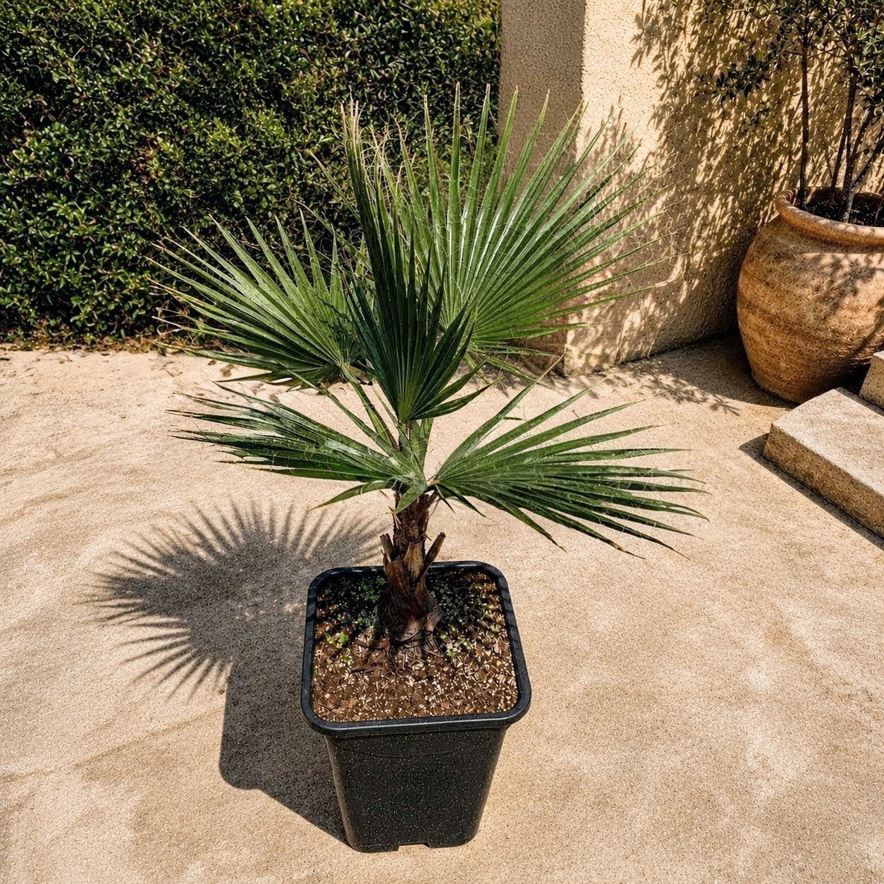 Duża Waszyngtonia Robusta 110cm