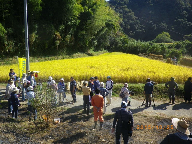 稲刈りイベント①