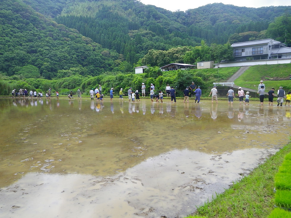 田植え&稲刈り体験