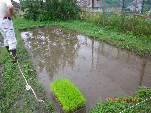 田植え指導②