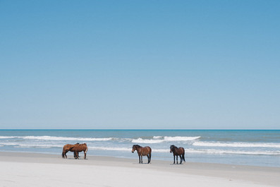 Wild horses on the Corolla 4x4 beach