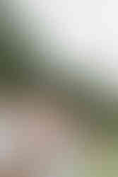 bridesmaids getting ready