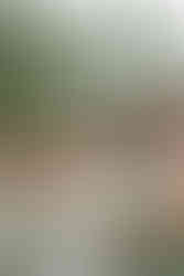 North Carolina wedding