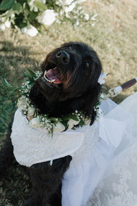 wedding/flower/dog