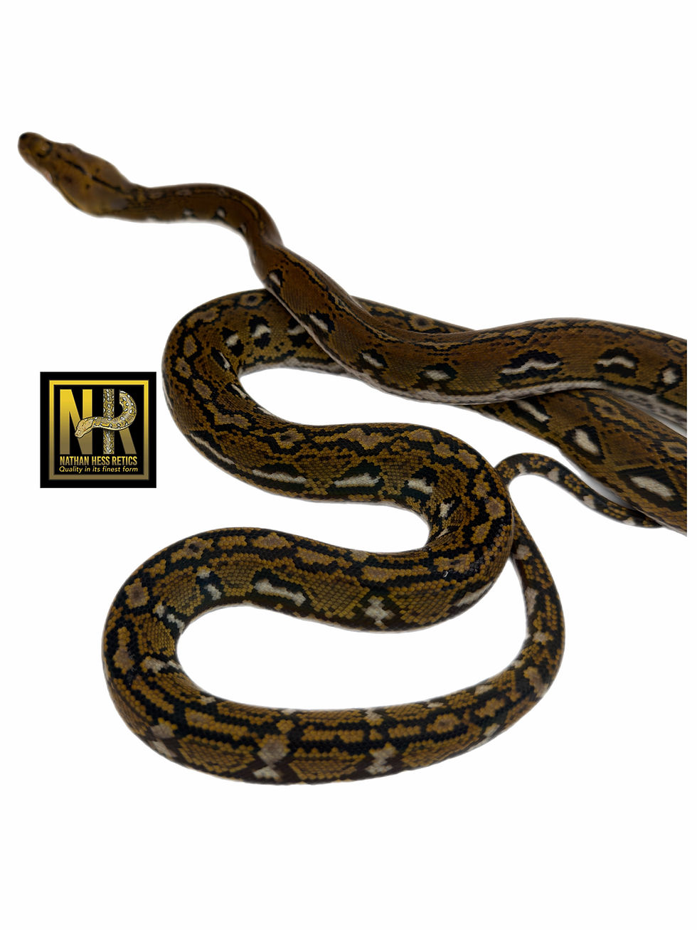 Thumbnail: 0.1 Aztec 50% Kayuadi poss het mocha/white 8