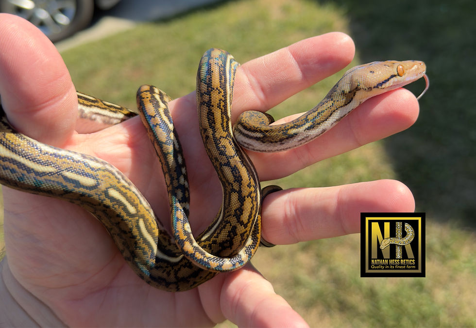 Thumbnail: 0.1 Aztec Tiger 50% Kayuadi poss het mocha/white 6