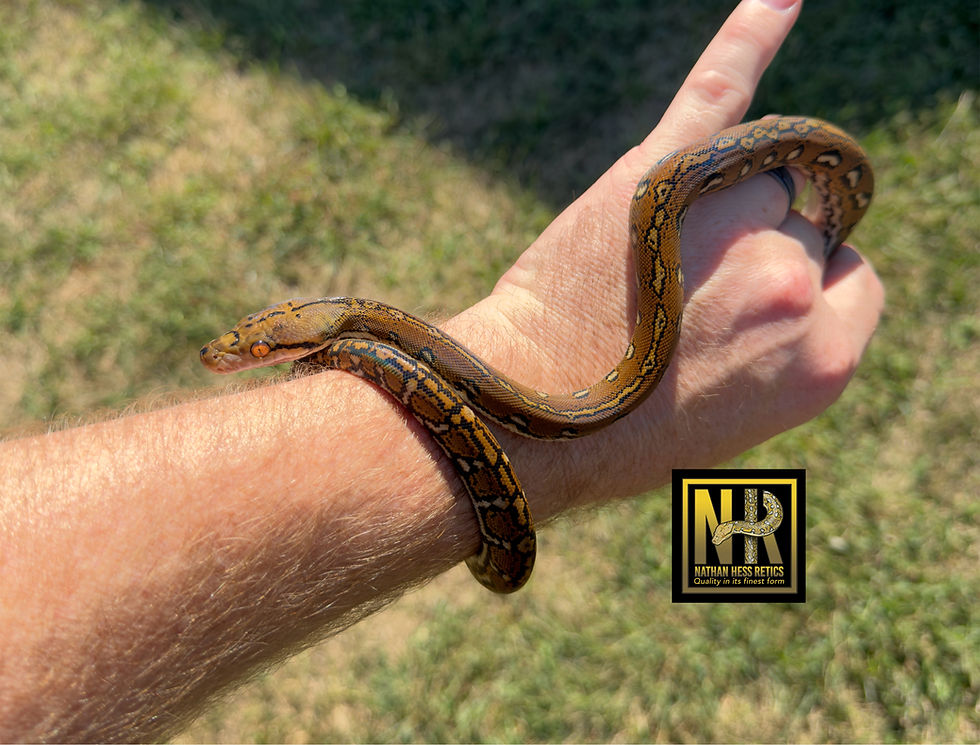 Thumbnail: 0.1 Aztec 50% Kayuadi poss het mocha/white 8