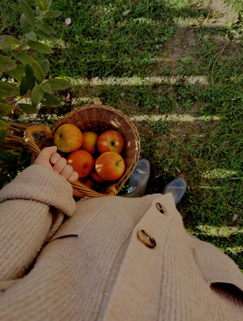 Woman in beige cardigan holding a basket of crimson red apples.