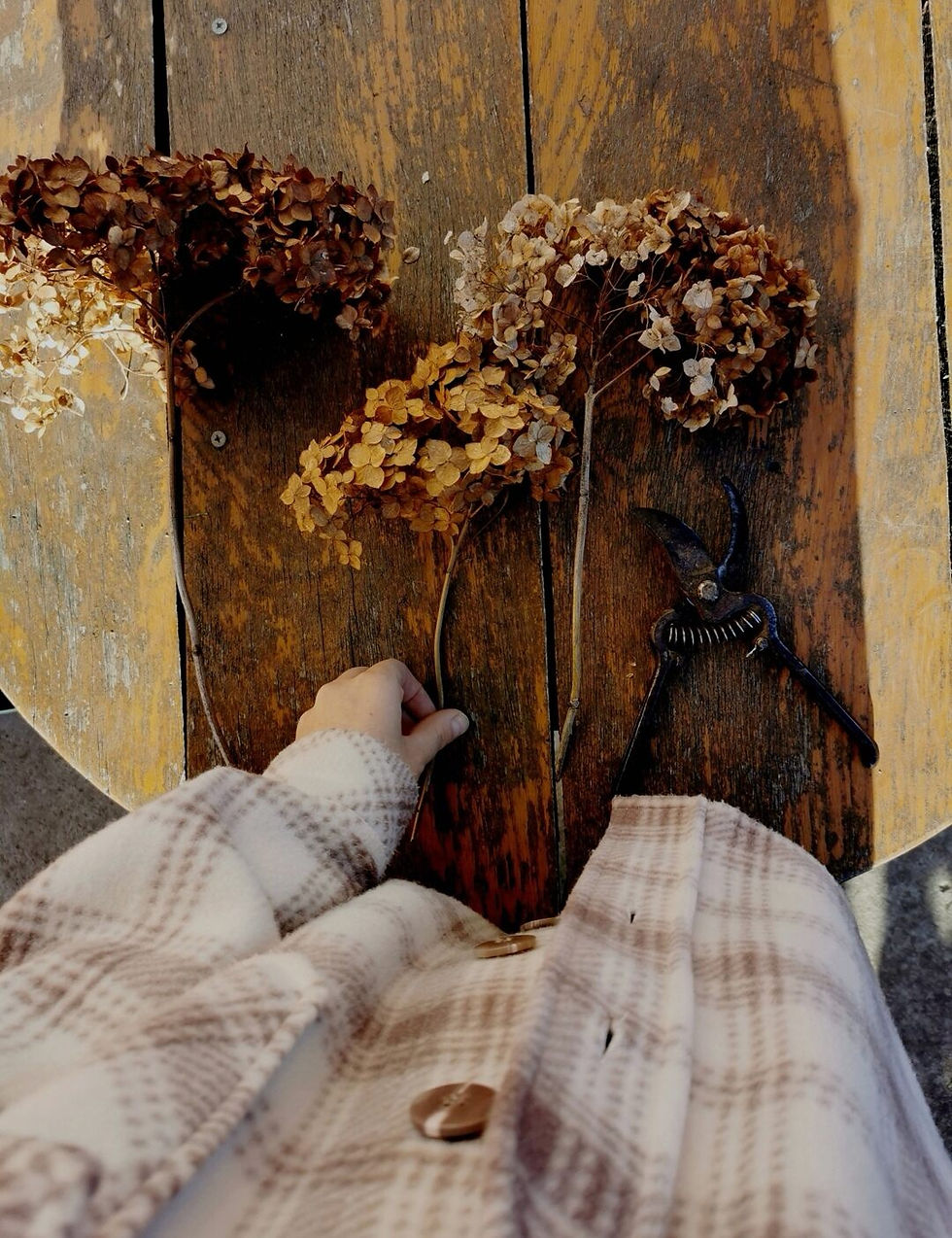 Woman hand picking dried hydrangeas from wooden table