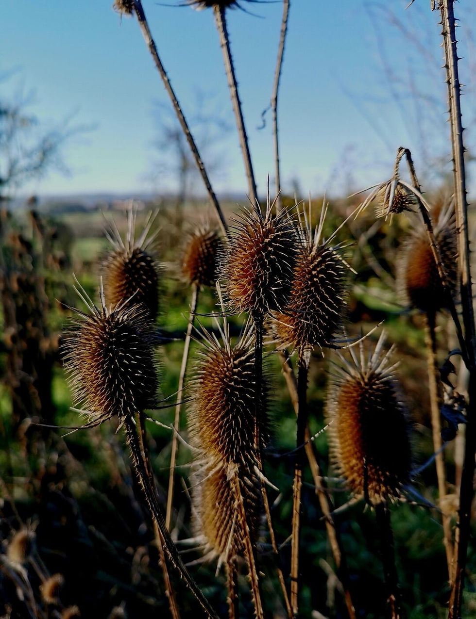 Burdock.