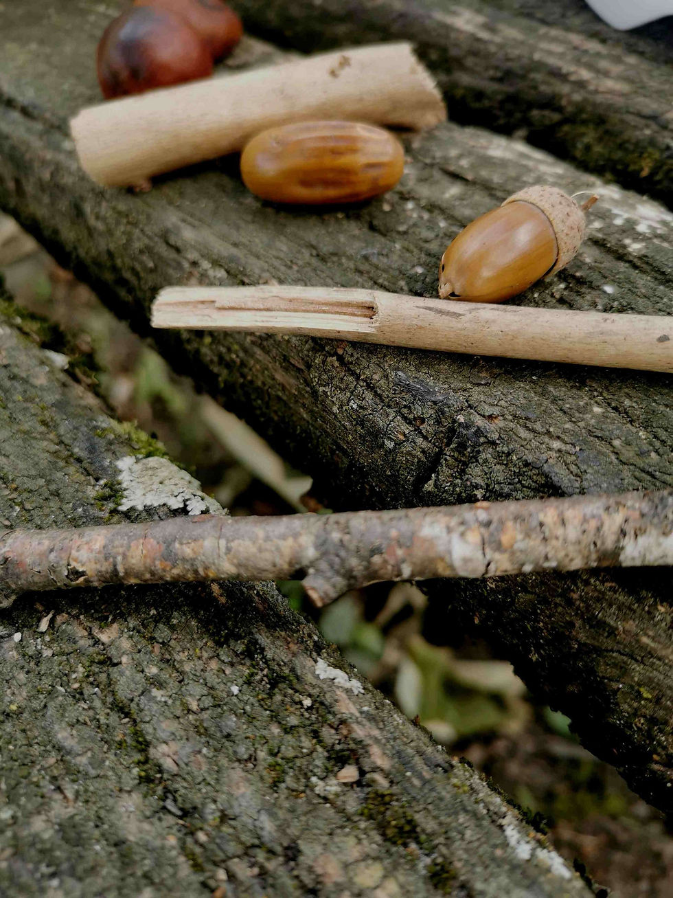 Sticks and acorns on a wooden bench.