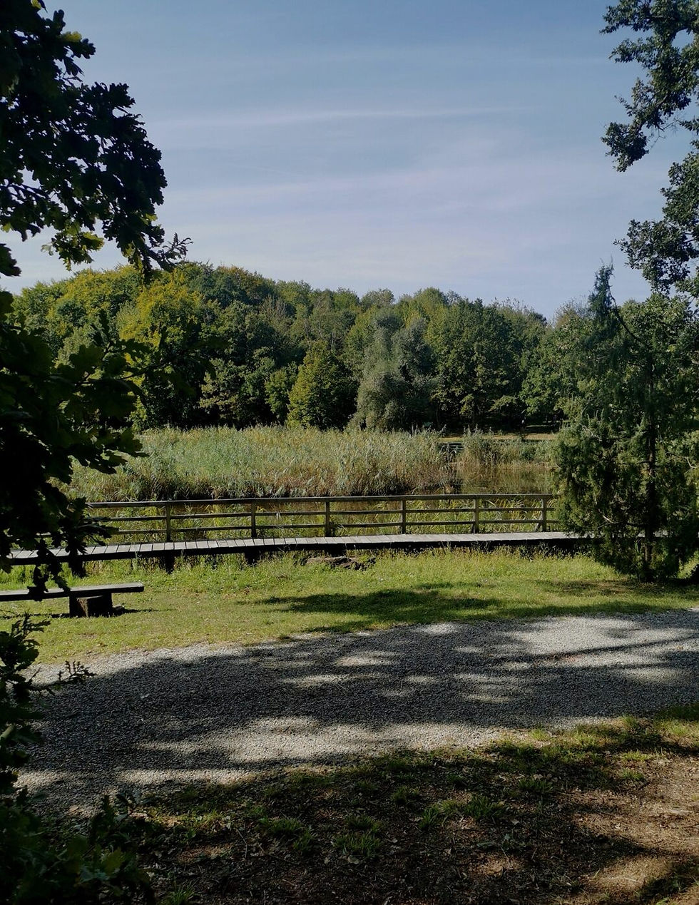 Landscape with trees and lake.