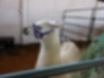 llama with hay