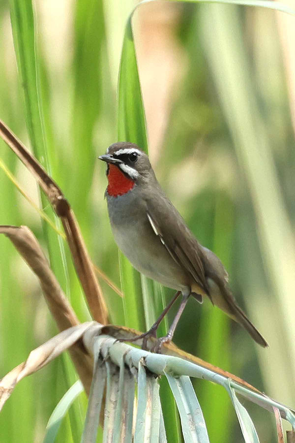 Siberian Rubythroat.jpg