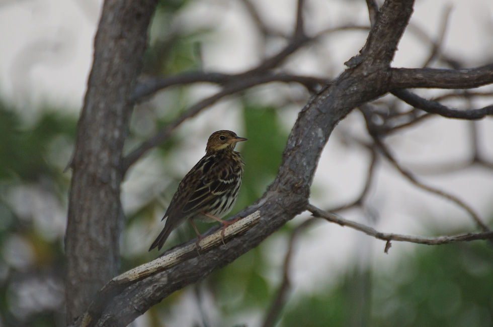 Pechora Pipit