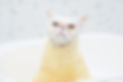 อาบน้ำแมว1.JPG