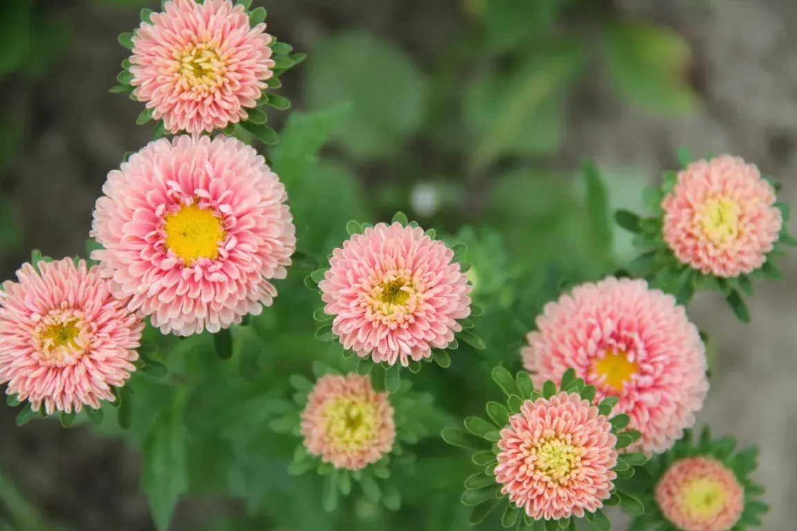 Zomeraster Matsumoto Apricot
