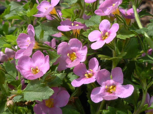 Bacopa great pink beauty