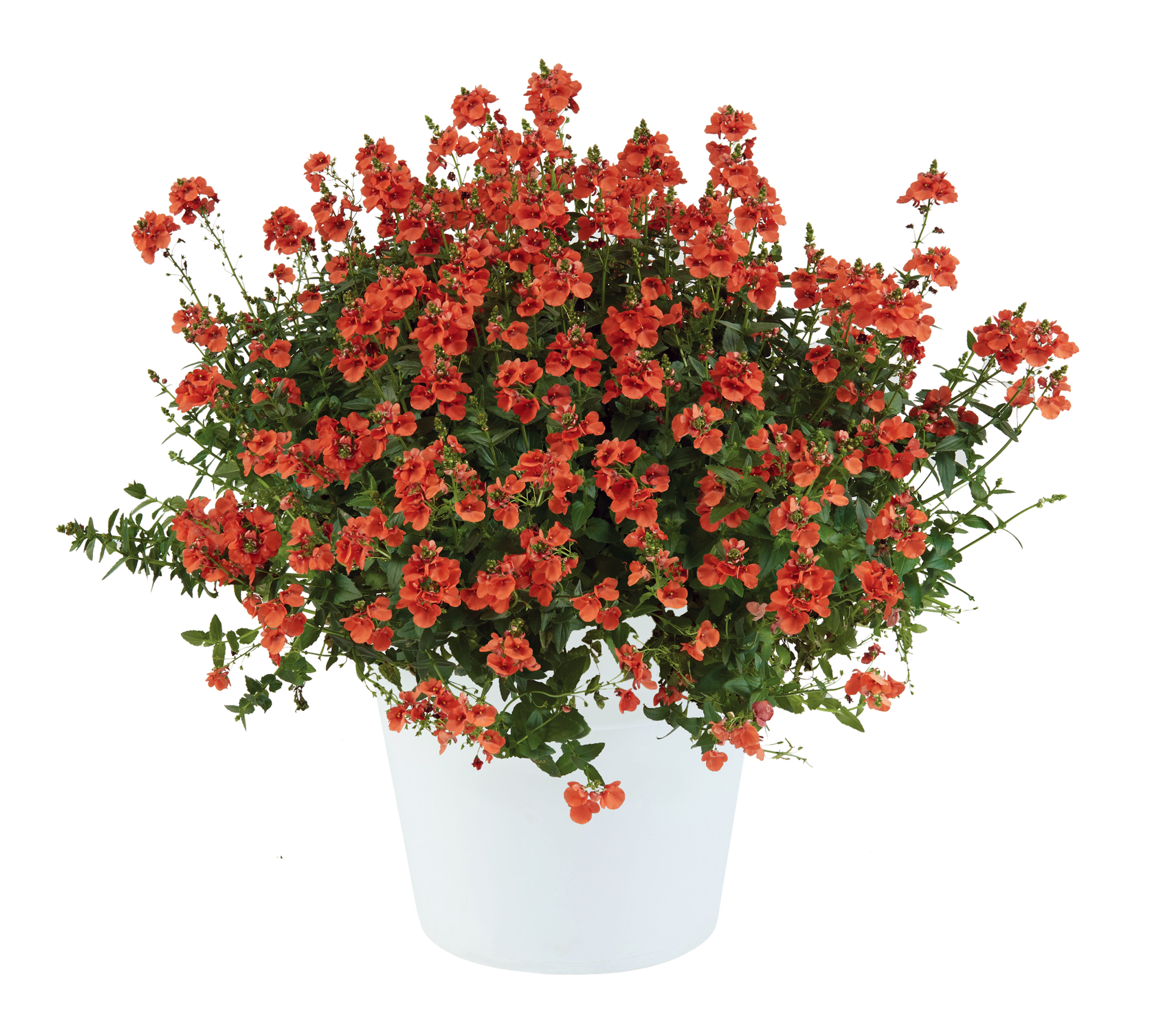 Diascia Trinity Sunset