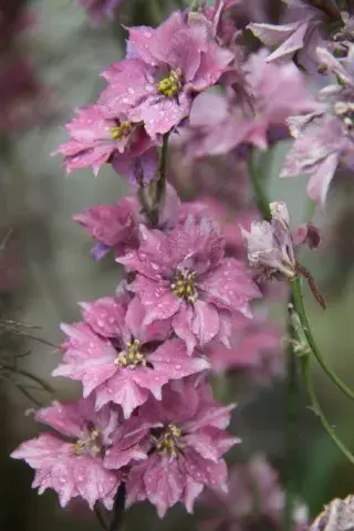 Ridderspoor Misty Lavender