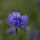 Thumbnail: Korenbloem blauw