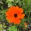 Thumbnail: Goudsbloem Oranje