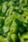 Thumbnail: Basilicum Genovese