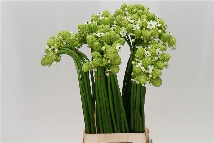 Ornithogalum