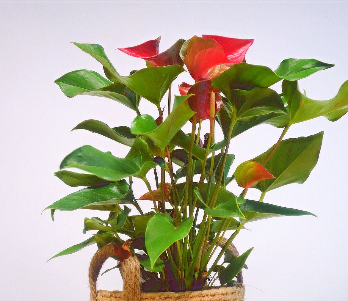 Anthurium
