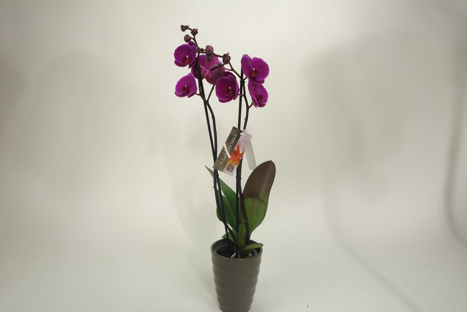 Phalaenopsis orchidee (paars)