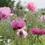 Thumbnail: Papaver