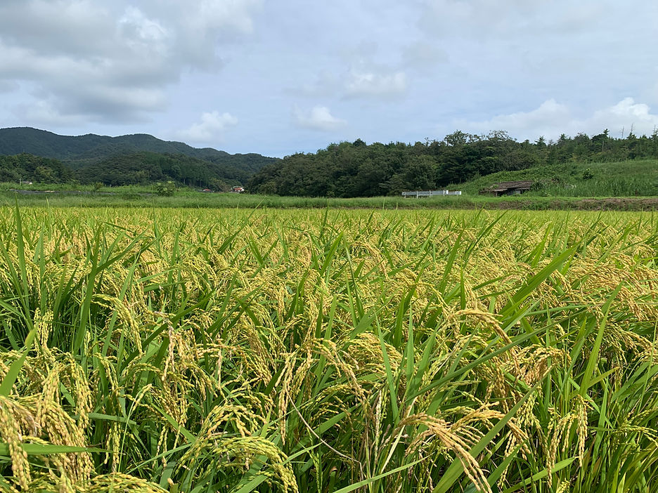 島根金黃的台中六十五號稻田
