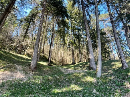 Chemin qui s'ouvre dans une forêt de conifères au printemps — coaching MBTI et trajectoire de vie
