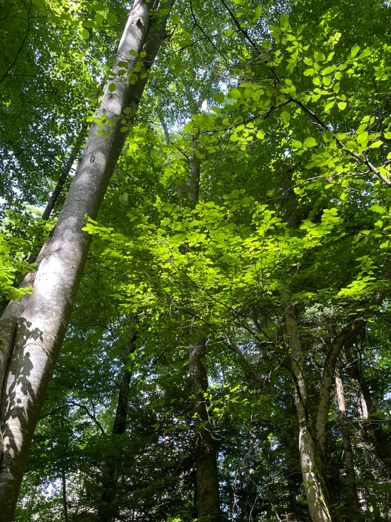 feuilles de hêtre sous la lumière