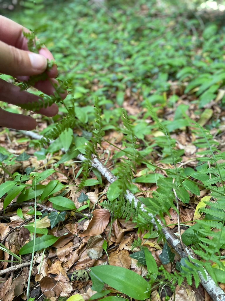 fougère dans le sous-bois