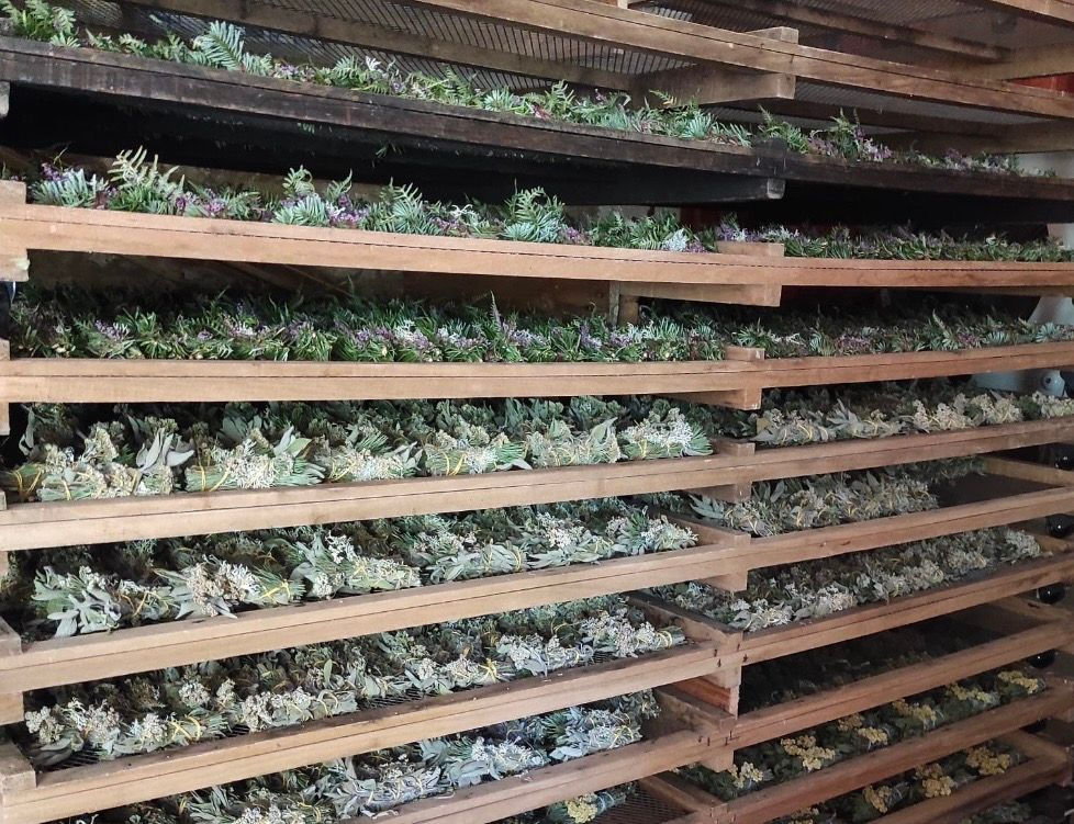 Étagères en bois remplies de plantes/herbes en séchage, vertes et violettes, dans un atelier sombre pour fabrication des bouquets de fumigation totem nature