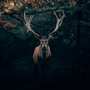 Animal totem : symboles, significations et comment découvrir le vôtre ?