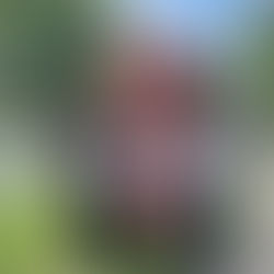 Preet Kaur Gill MP lends support to campaign to turn Harborne phonebox into a defibrillator hub 