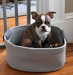 Boston in basket2_edited.jpg