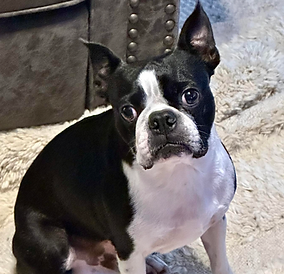 Ozzy, a black and white Boston Terrier sire at Best Friend Bostons, 20 lbs