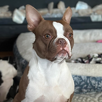 Boston Terrier puppies for sale in Ohio