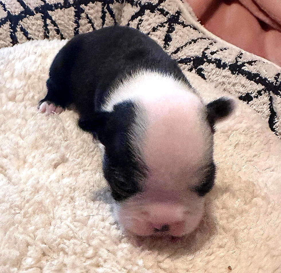 Opal's cute markings (picture 3 of 3)