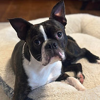Boston Terrier puppies for sale in Ohio