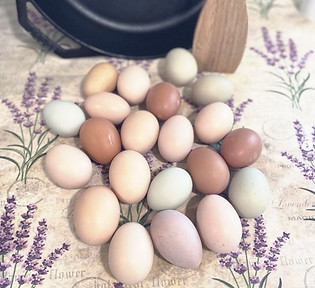 Colorful chicken eggs with lavender background