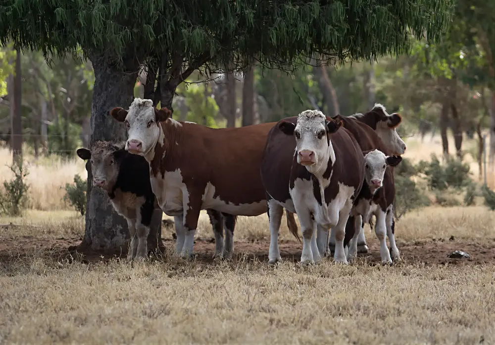 Townsville Photographer at the Springs Cattle Station