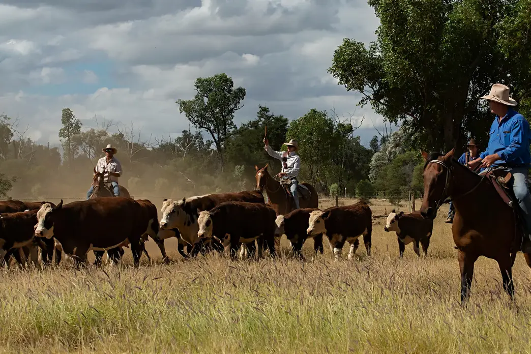 Townsville Photographer at the Springs Cattle Station
